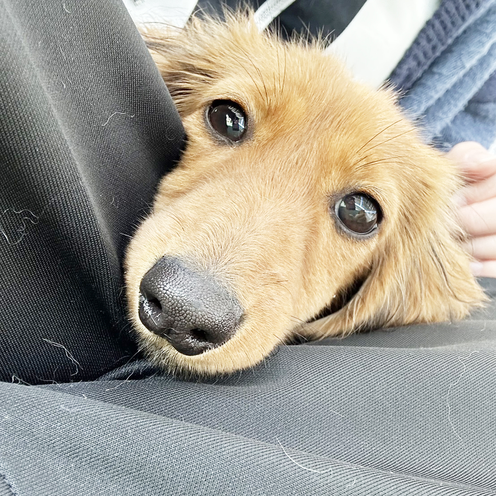 生徒が撮影したモデル犬写真②